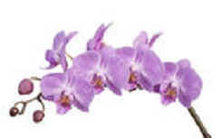 orchidea