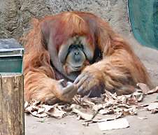 orangutan