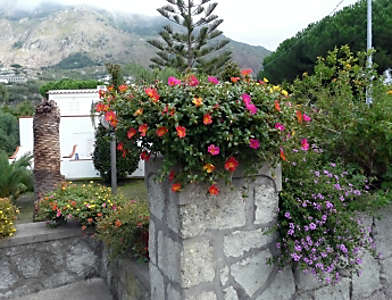 Ischia FORIO - Hotel MEDITERRANEO